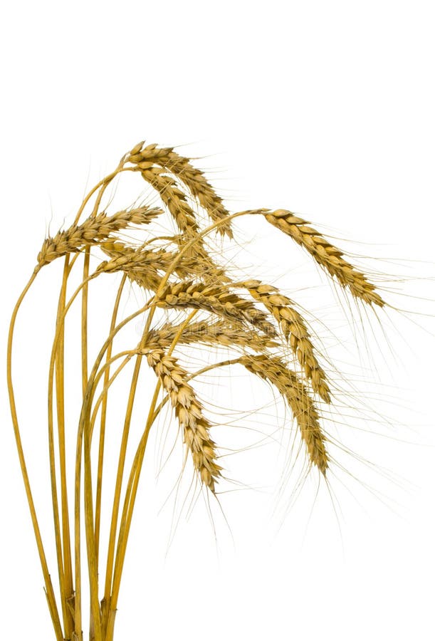 Bunch of wheat spikes, isolated