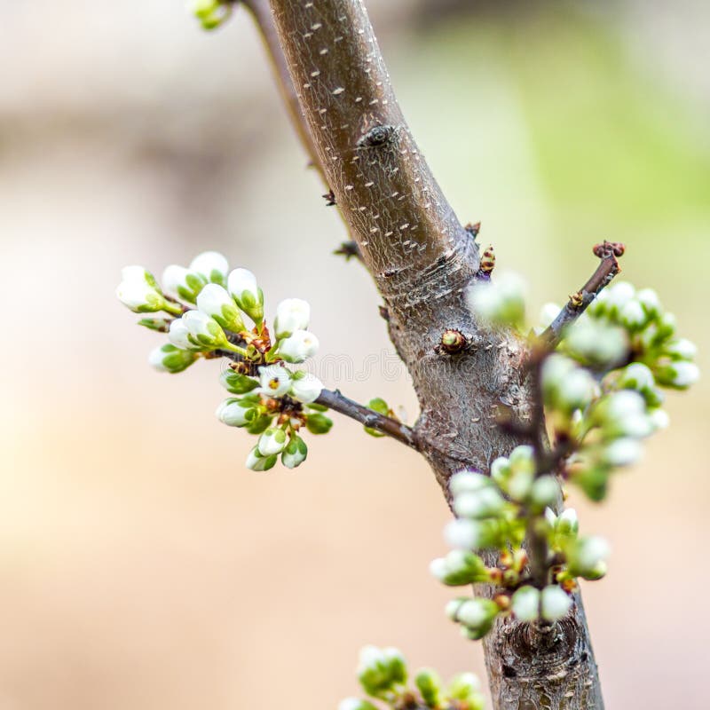Bunch Of White Apple Tree Buds On White Background Stock Image Image