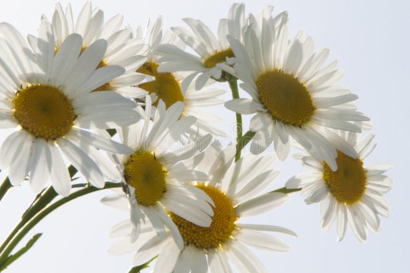 A Bunch of White Daisies in a Vase Stock Photo Image of closeup