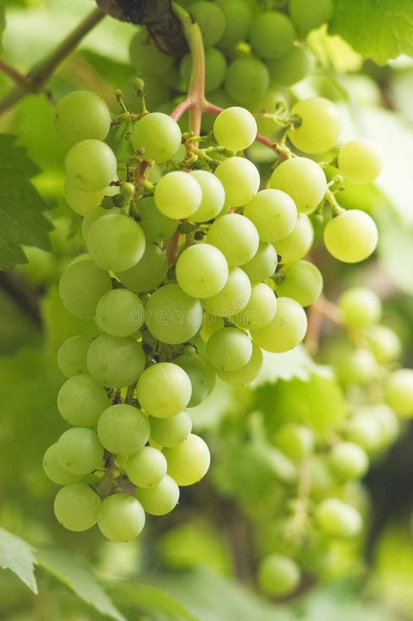 Bunch of white grapes