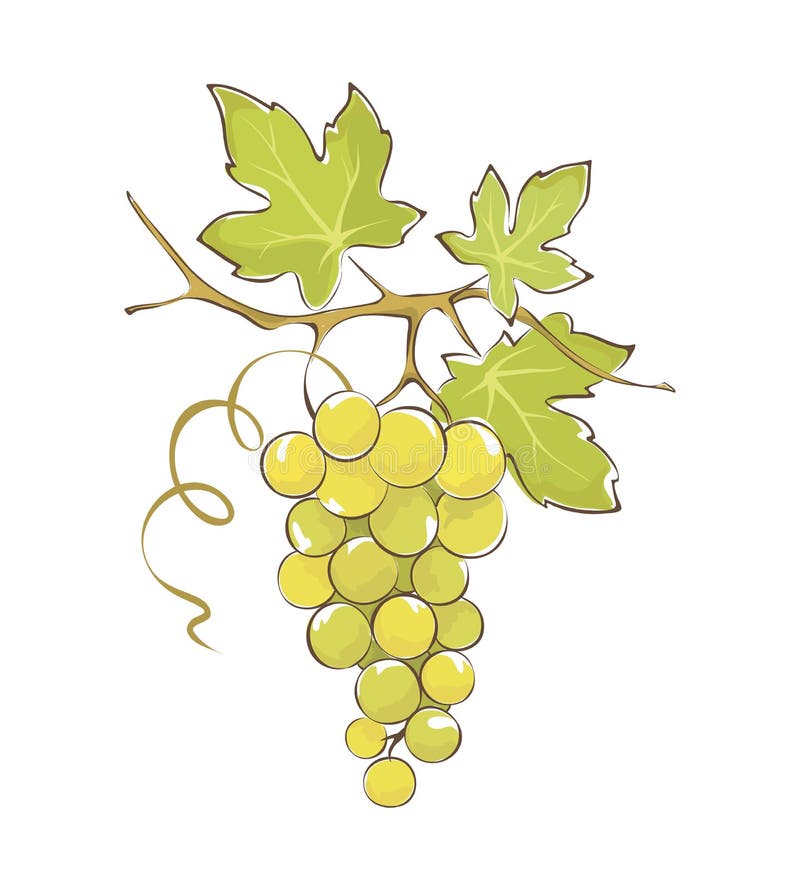 Grapes with Leaves stock vector. Illustration of fruit - 6844629
