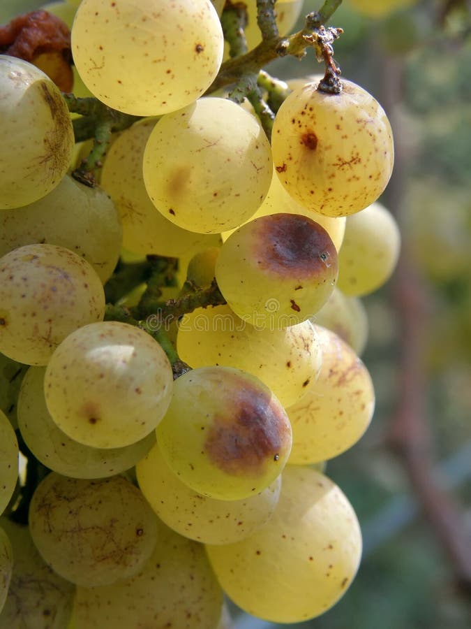 Bunch of white grapes (macro)