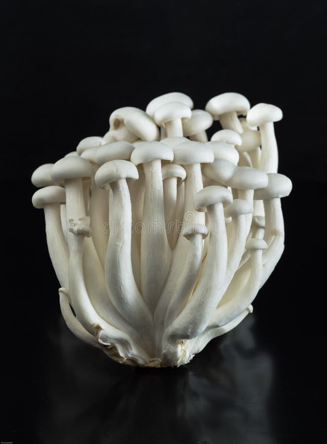 Bunch of White Shimeji Mushrooms Stock Photo Image of dish