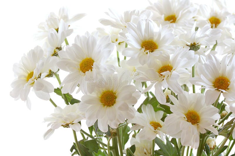 Bunch of white small chrysanthemum