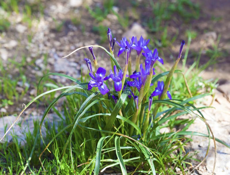 Bunch of wild blue flowers stock image. Image of background 68172753