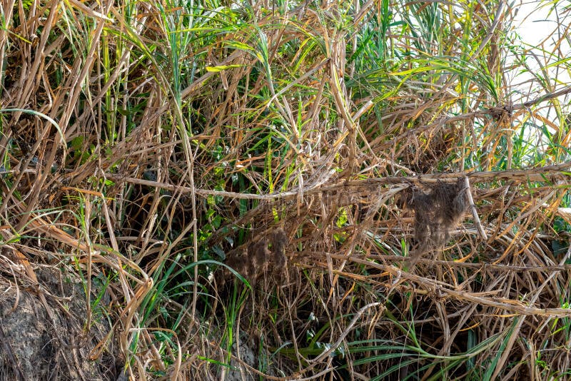 A Bunch of Wild Cane Plants Inside of a Forest Near the River Stock Photo Image of shore