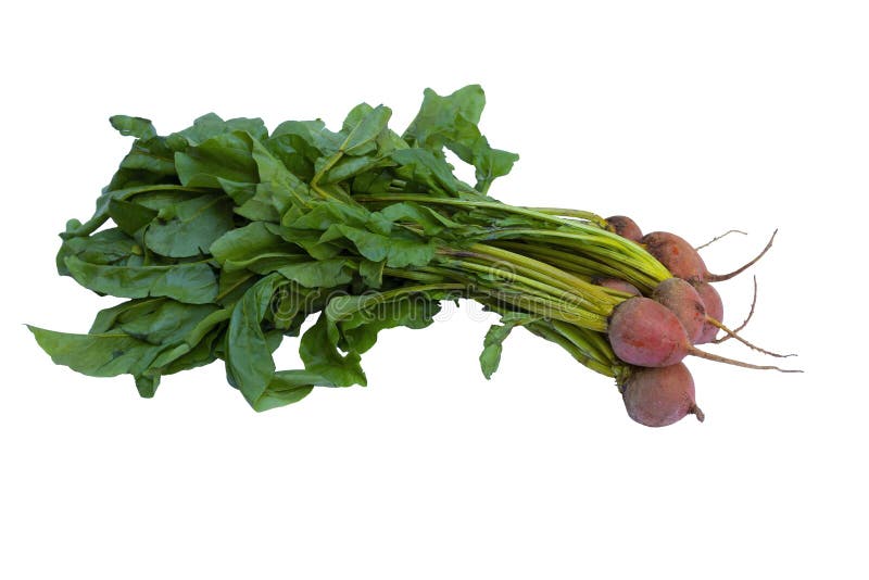 313 Yellow Beets Leaves Stock Photos Free & RoyaltyFree Stock Photos