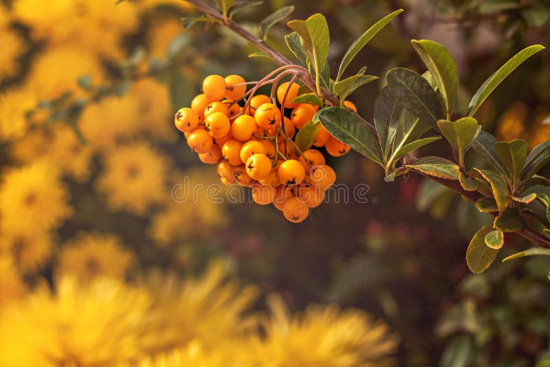 A Bunch of Yellow Berries of the Pyracantha Plant Stock Image Image