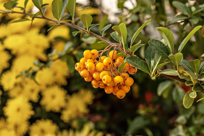 A Bunch of Yellow Berries of the Pyracantha Plant Stock Image Image