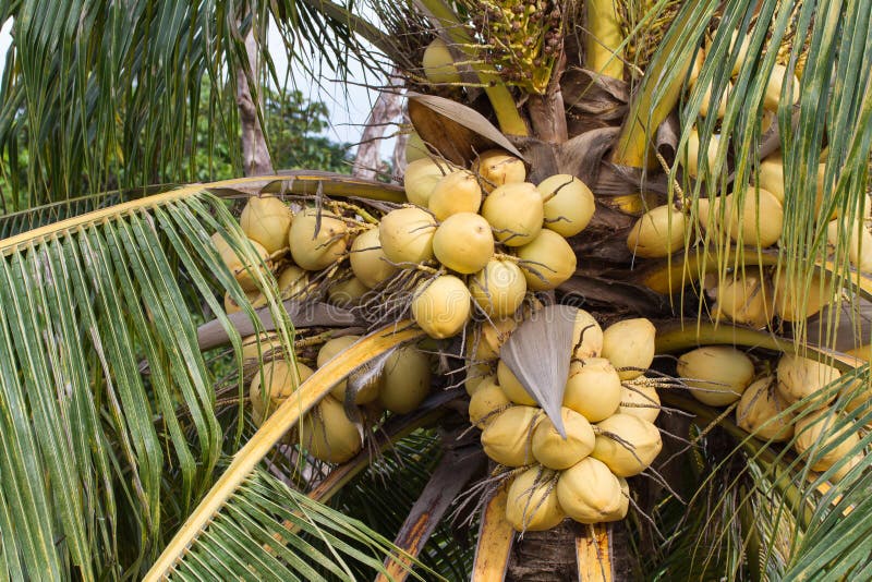 Bunch of Yellow Coconut Fruits Hanging on Tree Stock Image - Image of ...