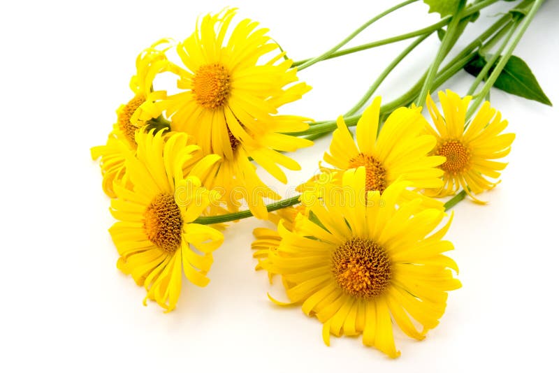 Bunch of yellow daisies