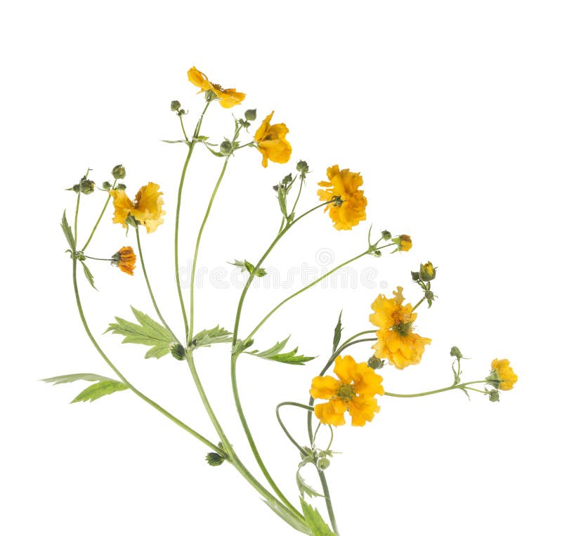 Bunch of yellow flowers, isolated on white