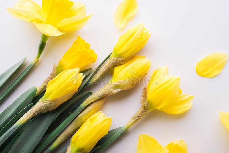 Yellow Flowers On A White Background. Stock Image - Image of decorative