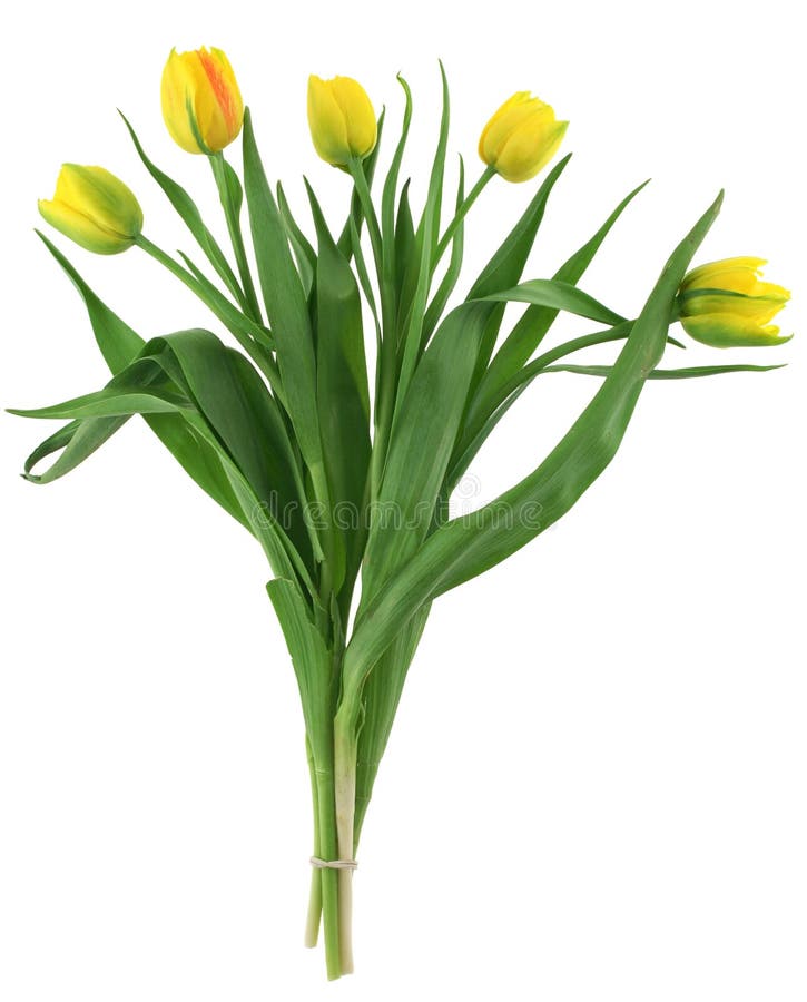 Bunch of yellow tulips royalty free stock photos