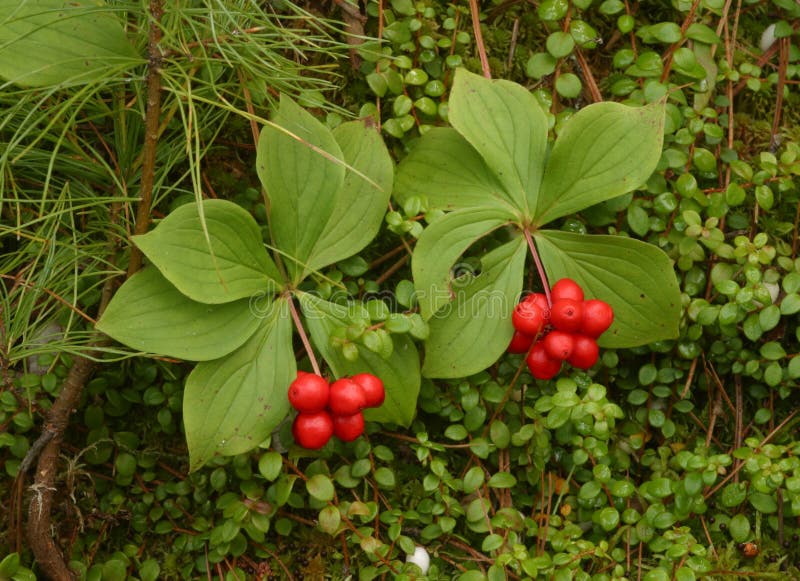 Bunchberries stock photo. Image of green, vermillion, trail 933672