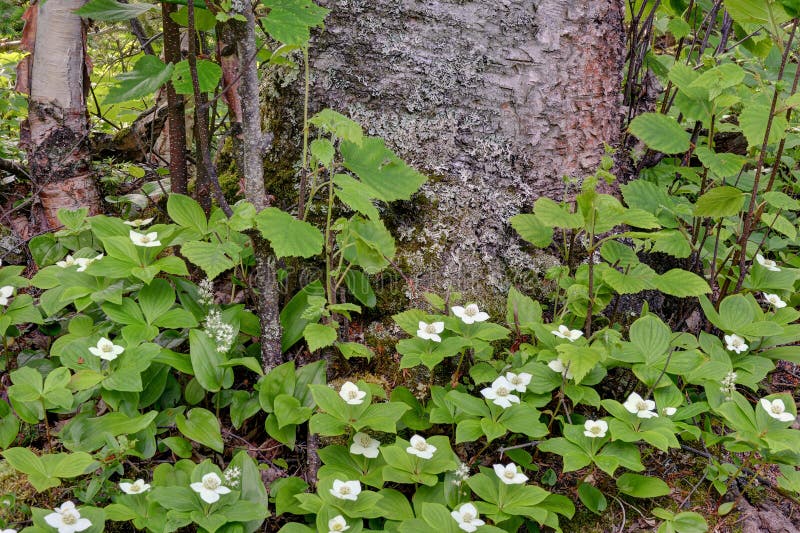 Bunchberry blooming around tree trunk cornus canadensis