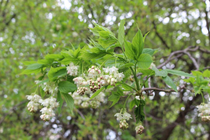 Bunches of Beautiful Delicate Pink and White Flowers Bloomed on a Tree ...