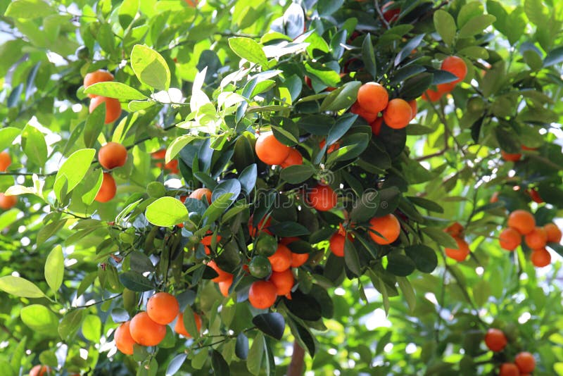 A Calamondin Orange Tree Filled with Oranges Ripening on Its Branches