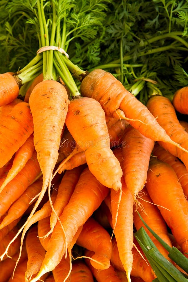 Bunches of carrots