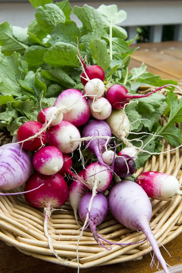 Bunches of Colorful Radishes