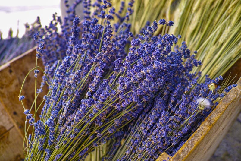 Bunches of Aromatic Dried Lavender Flowers for Sale in Shop in Provence ...