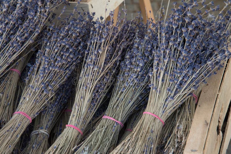 Bunches of dried Lavender stock photo. Image of purple 54826860