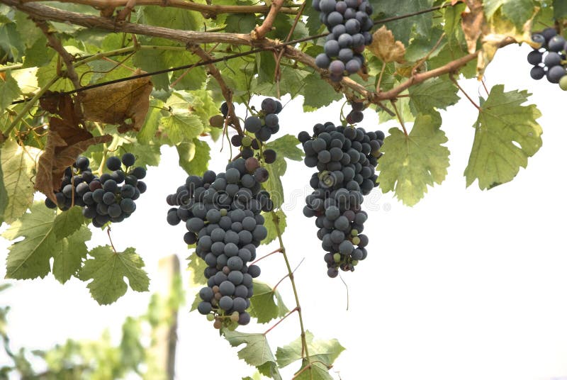 Grappoli d'uva, isolato su sfondo bianco.