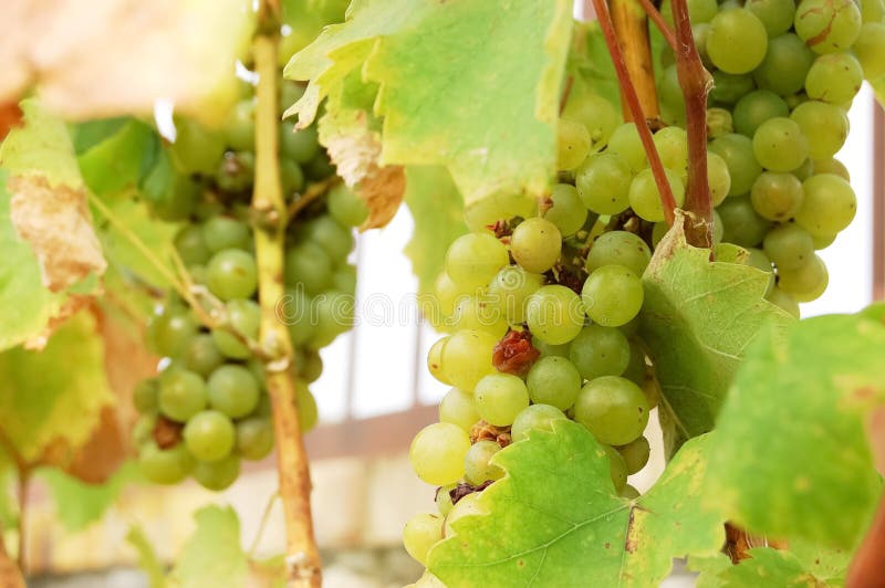 Bunches of grapes in the Slovak valley of Tokaj.