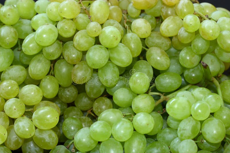 Bunches with green grapes