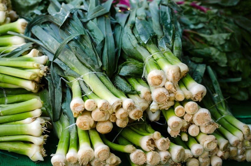 Bunches of Green Onions Bunch at the Market Place. Stock Photo Image
