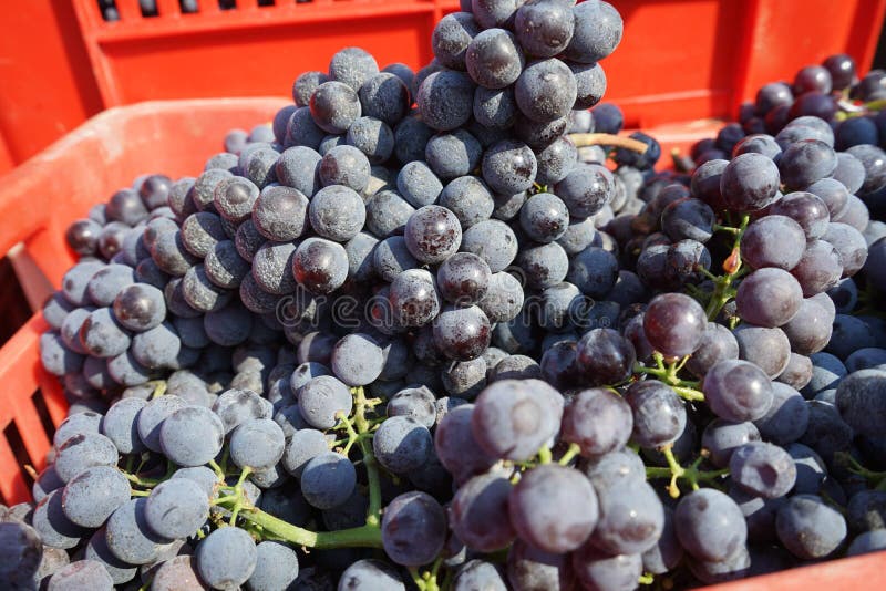 Bunches of Nebbiolo grapes during the harvest in the Cannubi region in Braolo, Piedmont - Italy