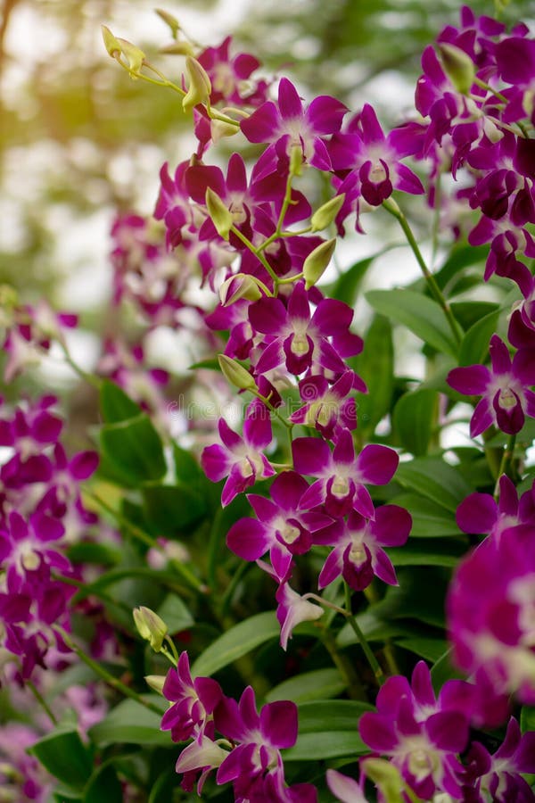 Bunches of purple petals Dendrobium hybrid orchid blossom under green leafs tree on blurry background, image verticale