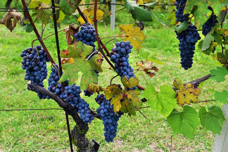 Bunches of Red Wine Grapes Growing in Italian Fields. Close Up V Stock