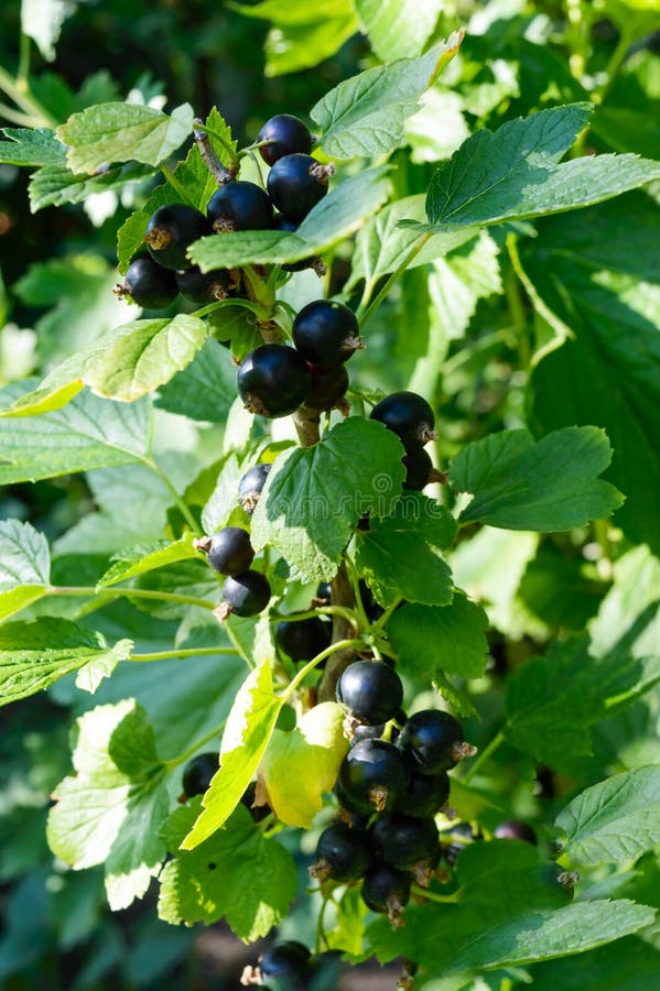Bunches of ripe black currant on a bush. Summer garden berries. royalty free stock image
