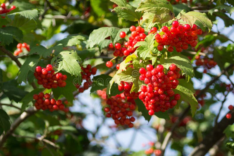 Bunches of ripe viburnum berries in autumn stock images