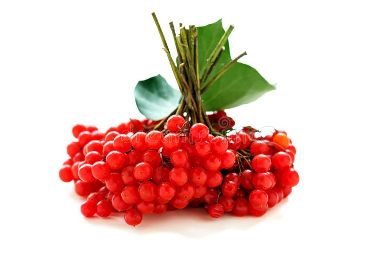 Bunches of ripe viburnum. royalty free stock image