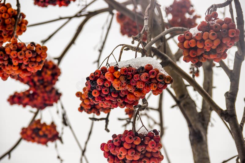 Bunches of rowan in winter stock photo. Image of ashberry - 139635036