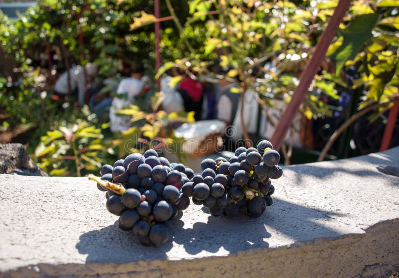 Bunches of Tinta Negra Mole grapes in Estreito de Camara de Lobos on Madeira.