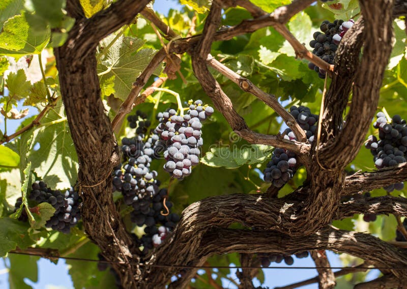 Bunches of Tinta Negra Mole grapes on pergola