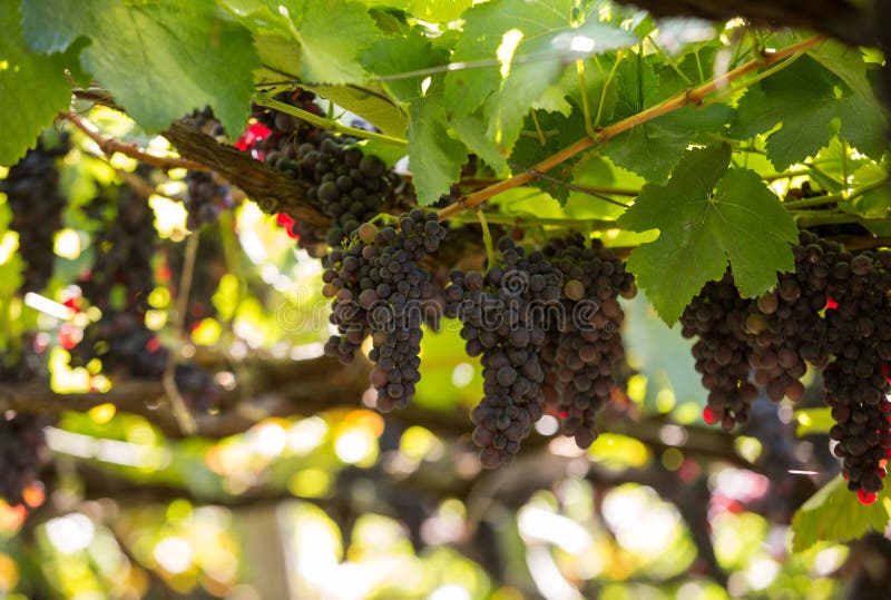 Bunches of Tinta Negra Mole grapes on pergola in Estreito de Camara de Lobos on Madeira.