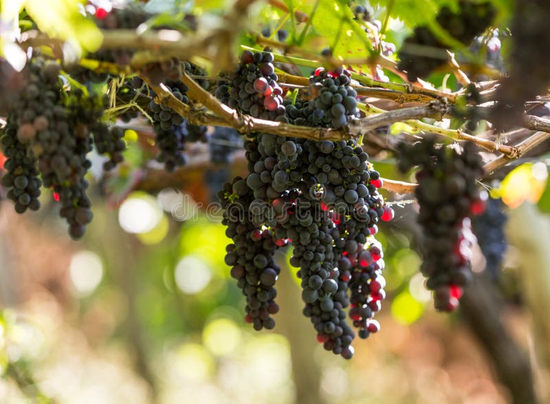 Bunches of Tinta Negra Mole grapes on pergola in Estreito de Camara de Lobos on Madeira.