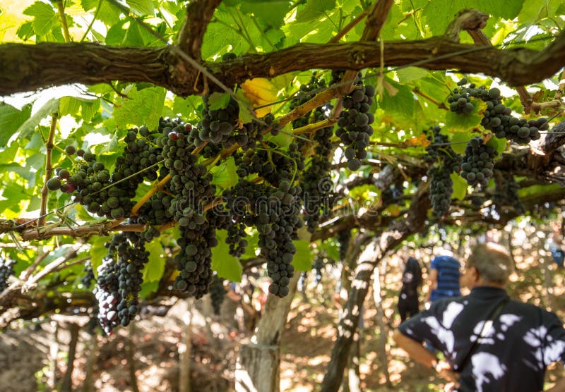 Bunches of Tinta Negra Mole grapes on pergola in Estreito de Camara de Lobos on Madeira.