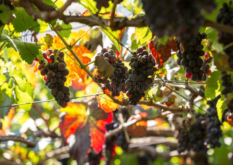 Bunches of Tinta Negra Mole grapes on pergola in Estreito de Camara de Lobos on Madeira.