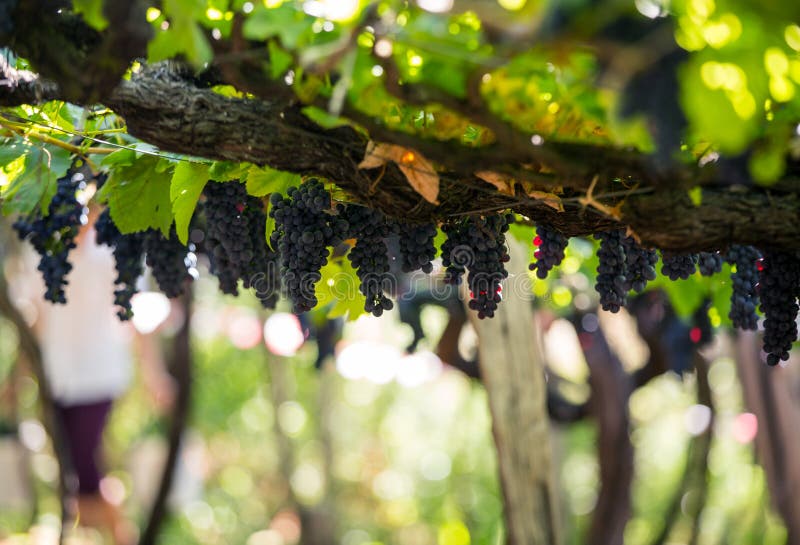 Bunches of Tinta Negra Mole grapes on pergola in Estreito de Camara de Lobos on Madeira.