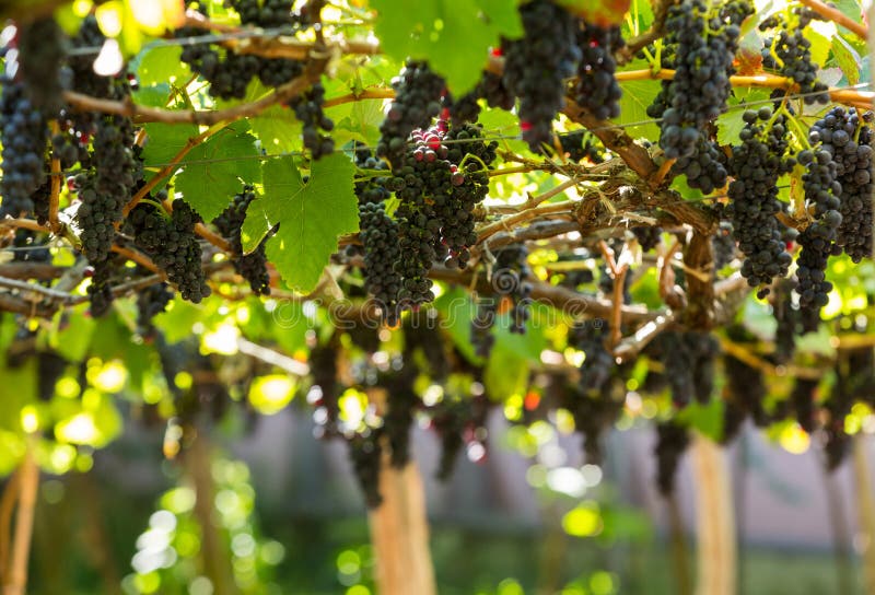 Bunches of Tinta Negra Mole grapes on pergola in Estreito de Camara de Lobos on Madeira.