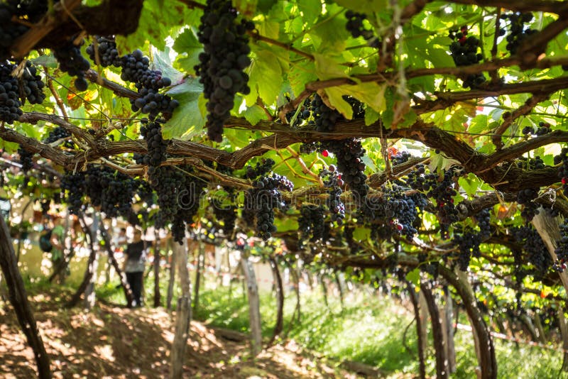 Bunches of Tinta Negra Mole grapes on pergola trellising Estreito de Camara de Lobos on Madeira.