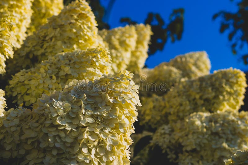 Bunches of Yellow Flowers Growing Stock Image Image of fresh, beauty