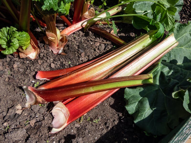 Bundle of big, fresh, ripe fleshy, edible stalks of rhubarb harvested from garden on the ground next to a rhubarb plant growing in the garden in bright sunlight. Seasonal vegetable