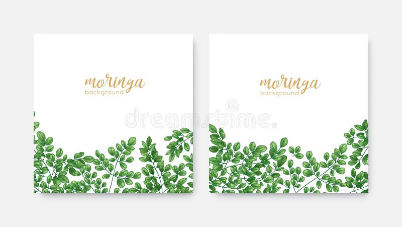 Bundle of elegant square backdrops or labels with green Miracle Tree or Moringa oleifera foliage. Set of natural stock illustration