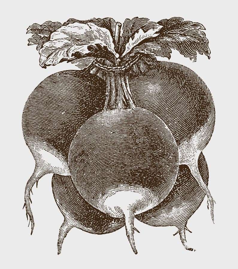 Sativus Variety Stock Illustrations 15 Sativus Variety Stock